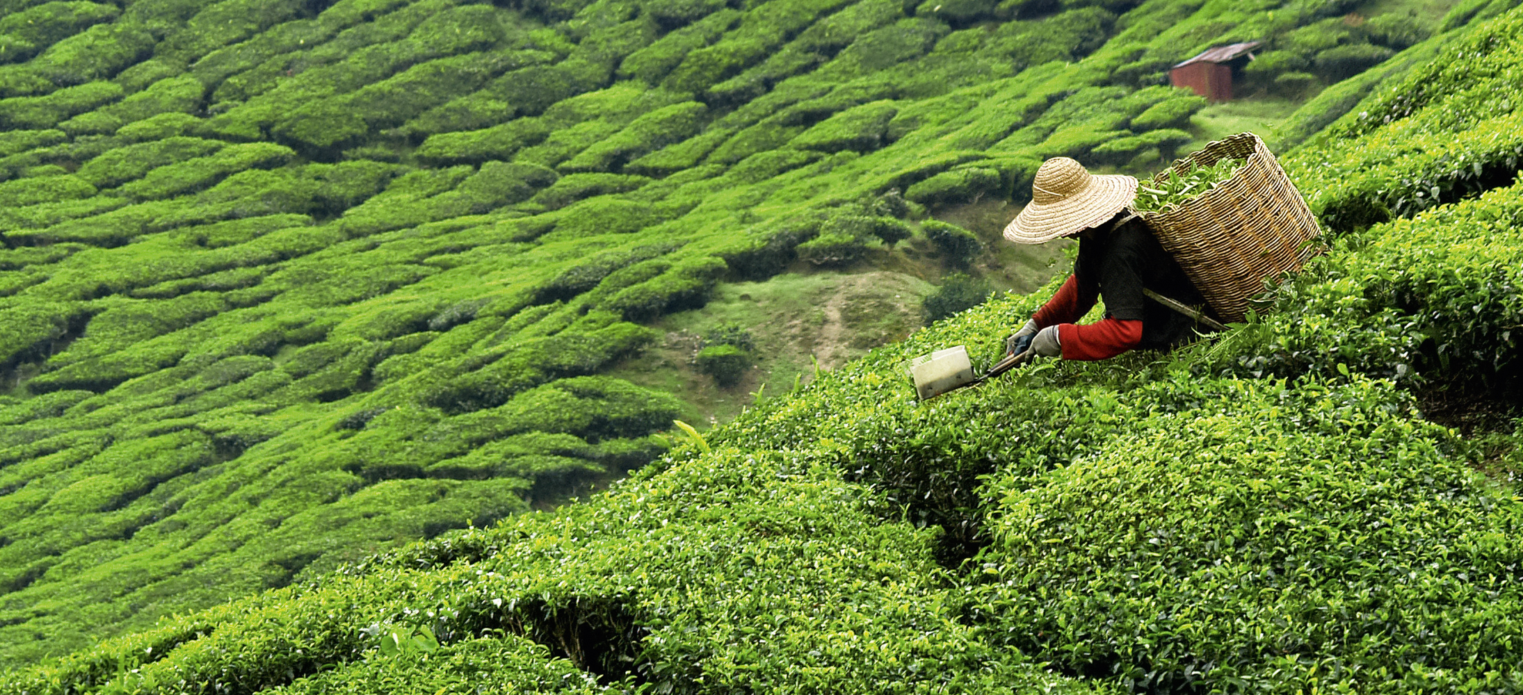 Tee korjamine korvi ja tööriistadega.