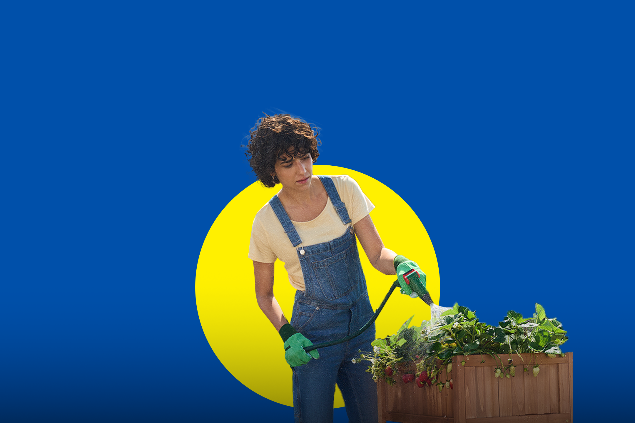 Naine kastab maasikaid puidust istutuskastis.